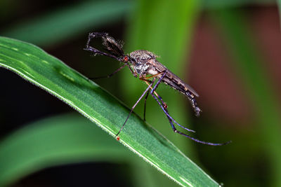 Close-up of insect on leaf