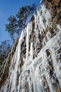 Low angle view of snow covered trees