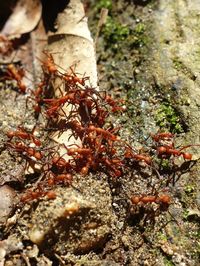 Close-up of insect on tree trunk