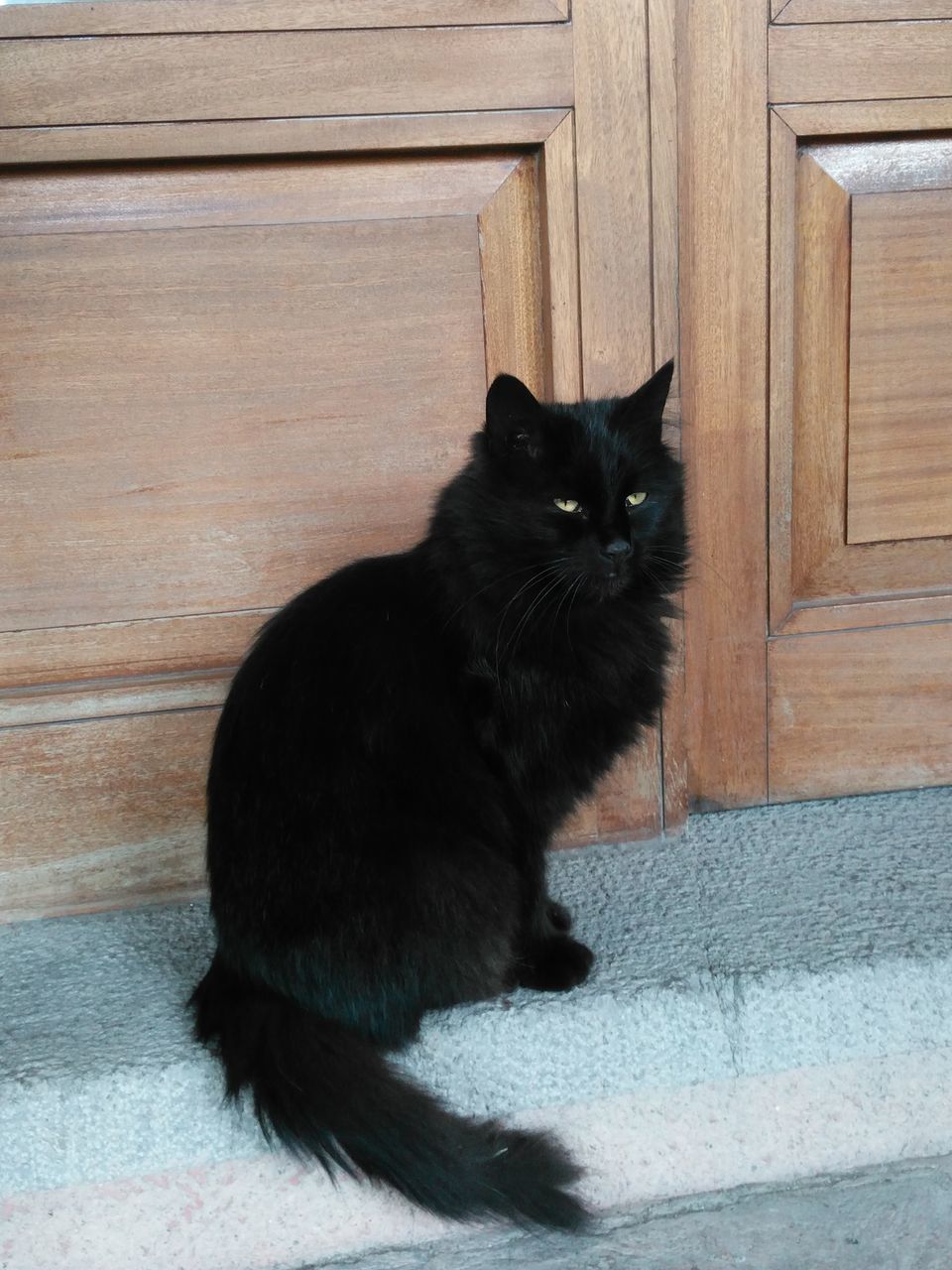 BLACK CAT SITTING ON WOOD AGAINST WALL