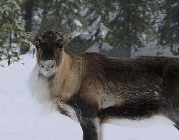 Portrait of horse standing in snow