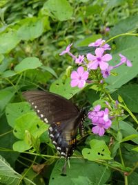 Butterfly pollinating on pink flower