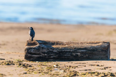 Bird perching on a wood