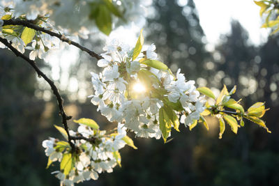 Close-up of white flowering plant