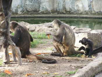 Monkey on tree trunk