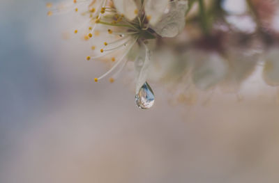 Close-up of water drops on flower