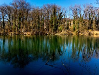 Scenic view of lake in forest