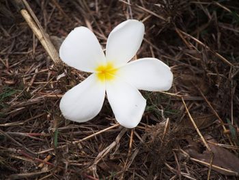 Close up of white flower