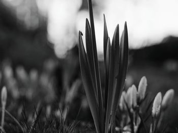 Close-up of plant growing on field