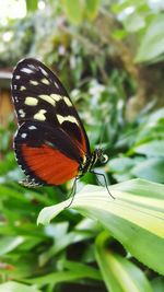 Close-up of butterfly on leaf