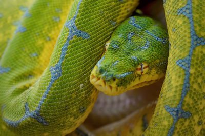 Chondro python  tree snake python