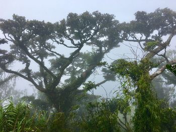 Low angle view of trees against sky