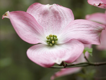 Close-up of pink flowers