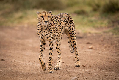 Portrait of cheetah walking on field 