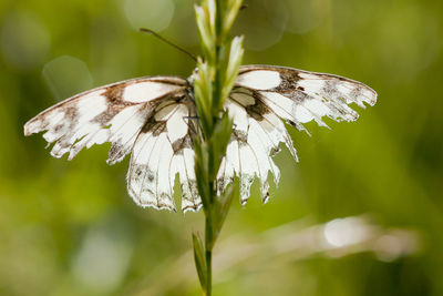 Close-up of butterfly pollinating on white flower