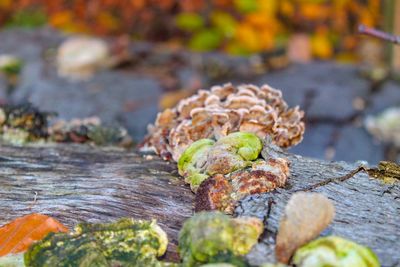 Close-up of mushrooms growing on wood