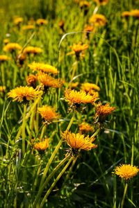 Close-up of yellow flower blooming in field