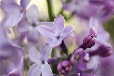 Close-up of purple flowers