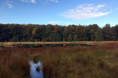 Scenic view of pond in forest against sky