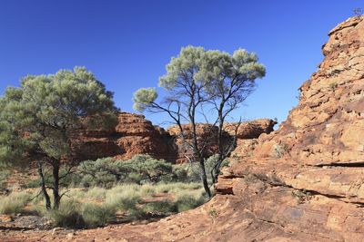 Low angle view of trees against clear blue sky