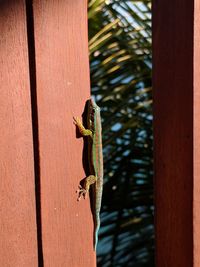 Close-up of lizard on wood