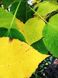 Close-up of fresh green plant