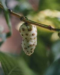 Close-up of plant holding noni fruit