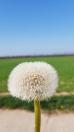 Close-up of dandelion on field against clear sky