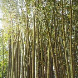 Low angle view of trees in forest