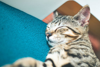 Close-up of tabby cat