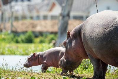 Close-up of an animal