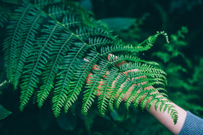 Close-up of fern leaves