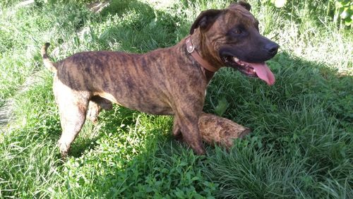 Dog on grassy field