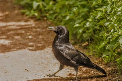 Crow bird perching on a land