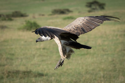 African white-backed vulture comes in to land