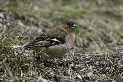 Close-up of a bird perching on a field