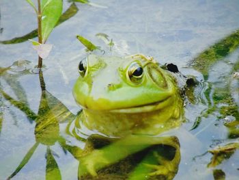 Close-up of frog in lake