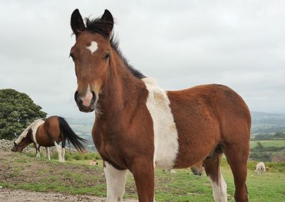 Horse standing on field against sky