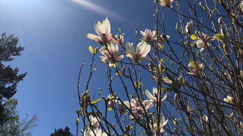 Low angle view of flowering plant against sky