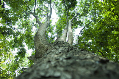 Low angle view of trees against sky