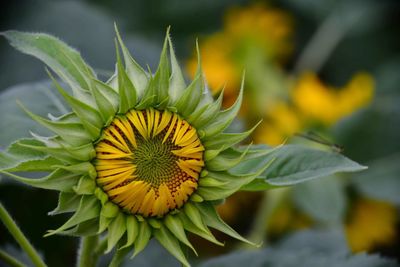 Close-up of yellow flower blooming outdoors