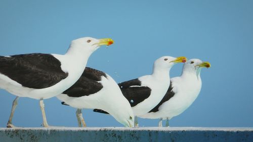 Seagull perching on white background