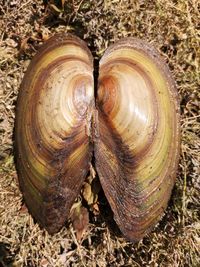 High angle view of shell on field