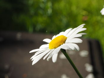 Close-up of white daisy flower