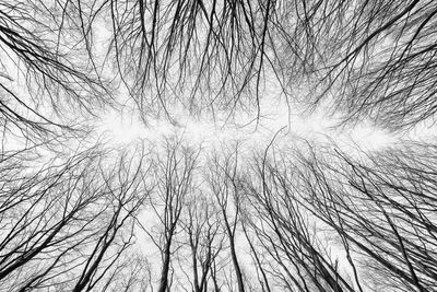 Low angle view of bare trees against sky