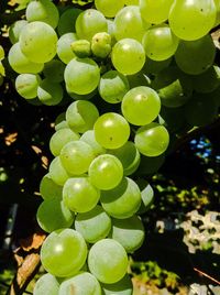 Close-up of grapes in vineyard