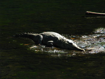 High angle view of bird on field