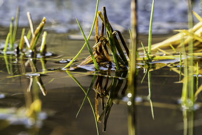 Close-up of plants growing in lake