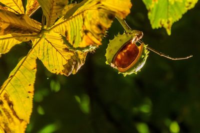 Close-up of insect on leaf