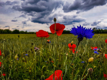 Close-up of red poppy flowers in field
